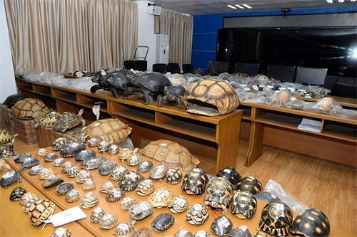 網購野生動物制品，法不可違——以案說法解析法律風險